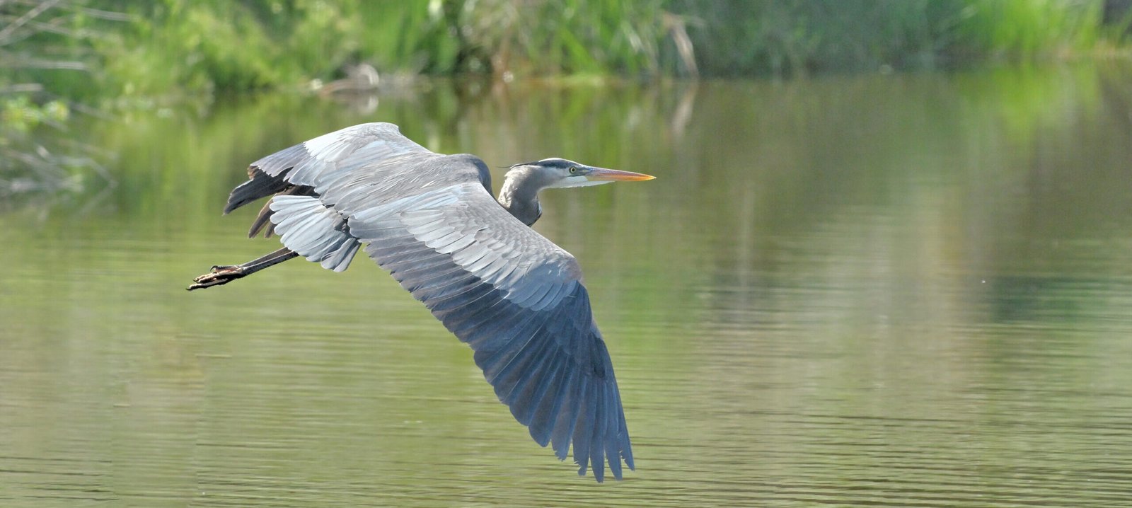 SIB Reports: State of the Birds