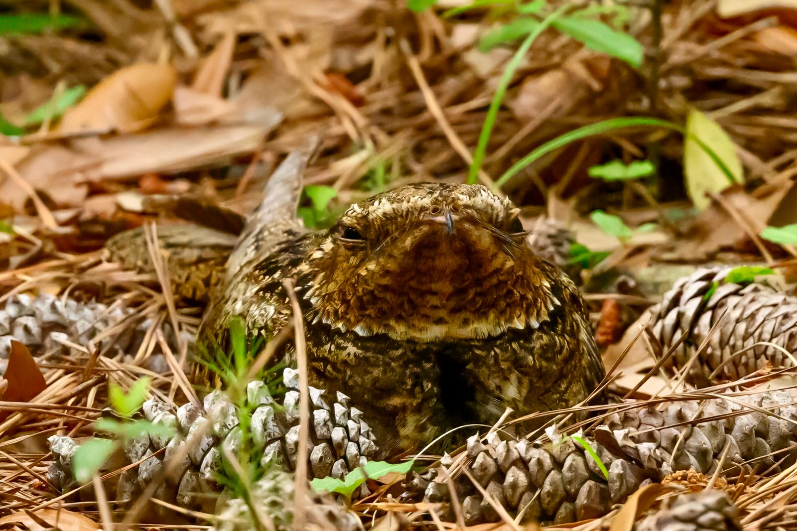 SIB Bird of the Week – Chuck-will’s widow