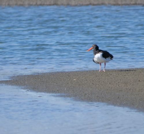SIB “Bird of the Week” – American Oystercatcher