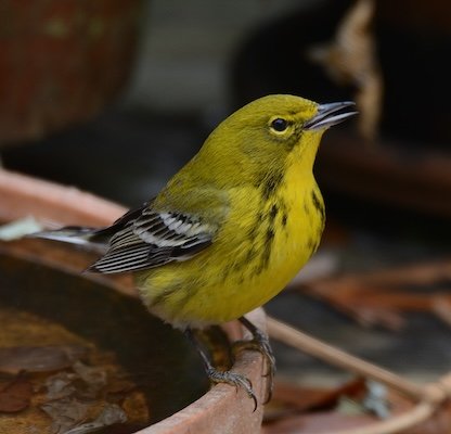 SIB Bird of the Week – Pine Warbler