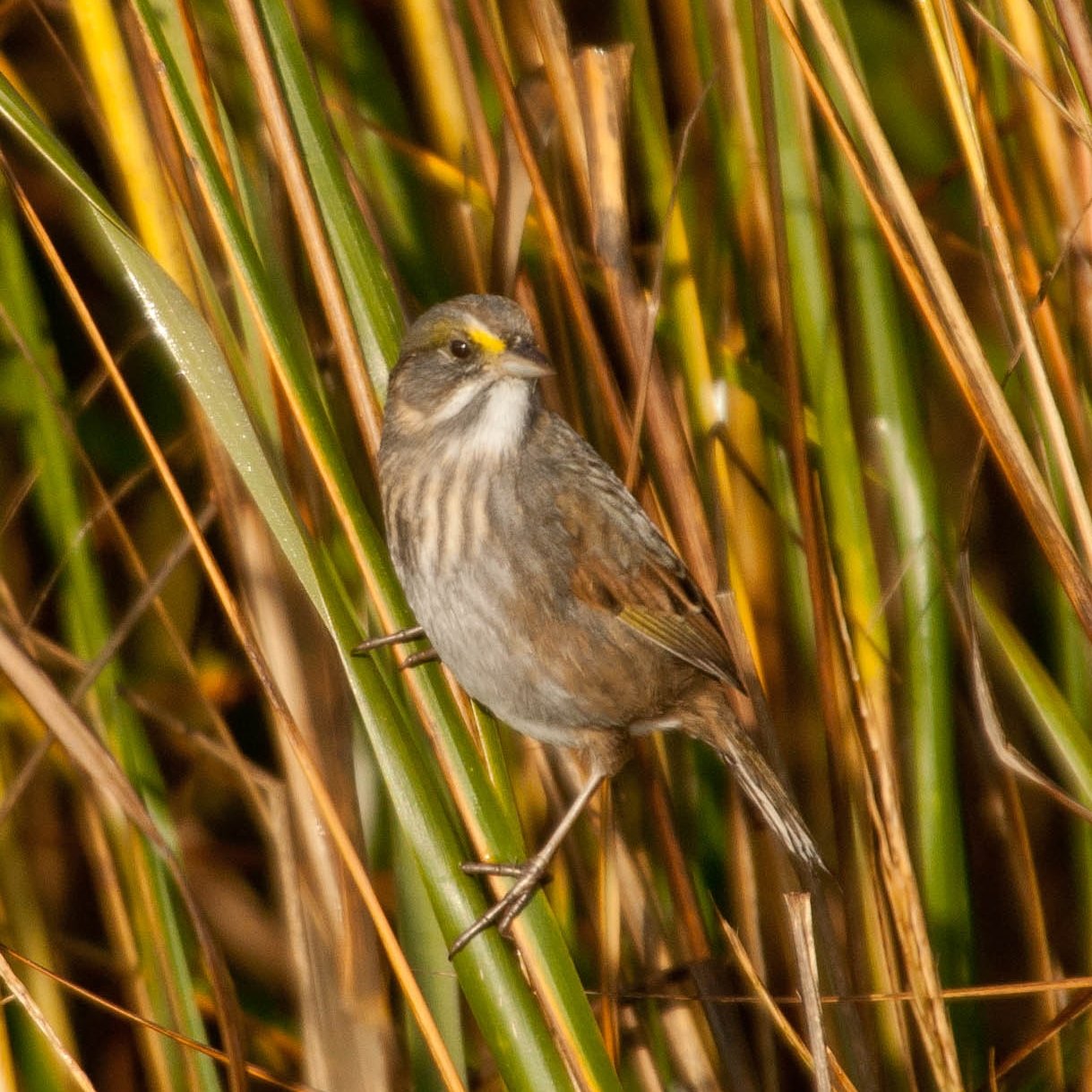 SIB “Birds of the Week” – Marsh Sparrows (Seaside, Saltmarsh & Nelson’s)