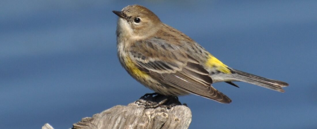 SIB Reports:  A closer look at birds, with the editors of BWD Magazine