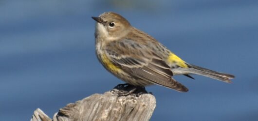 SIB Reports:  A closer look at birds, with the editors of BWD Magazine