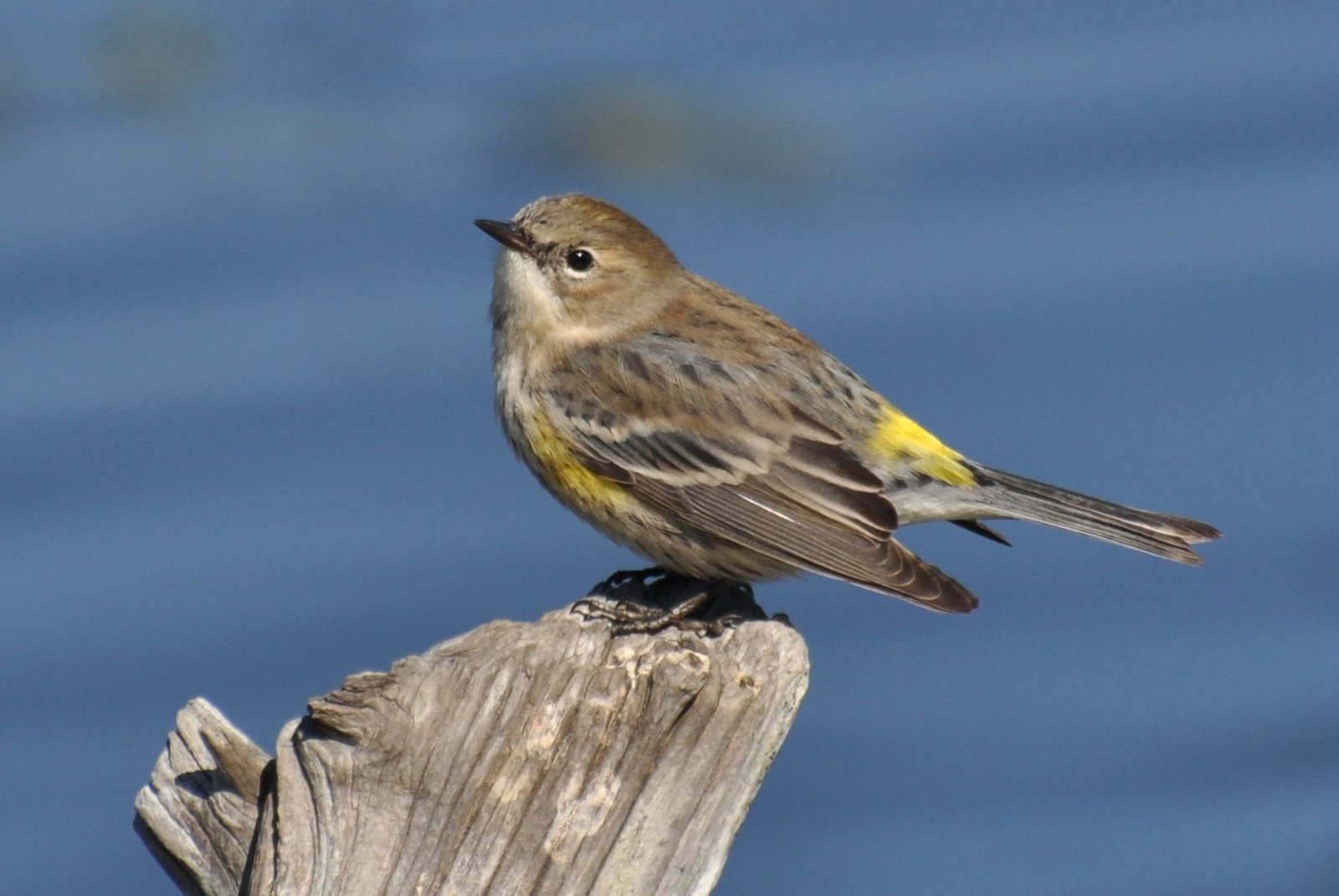 SIB “Bird of the Week” – Yellow-rumped Warbler
