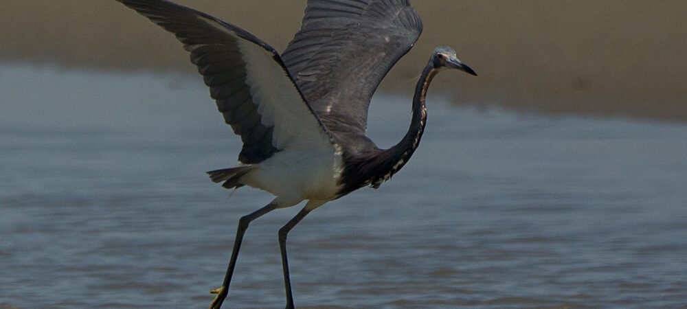 SIB -BIRD OF THE WEEK -Tricolor Heron