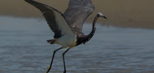 SIB -BIRD OF THE WEEK -Tricolor Heron