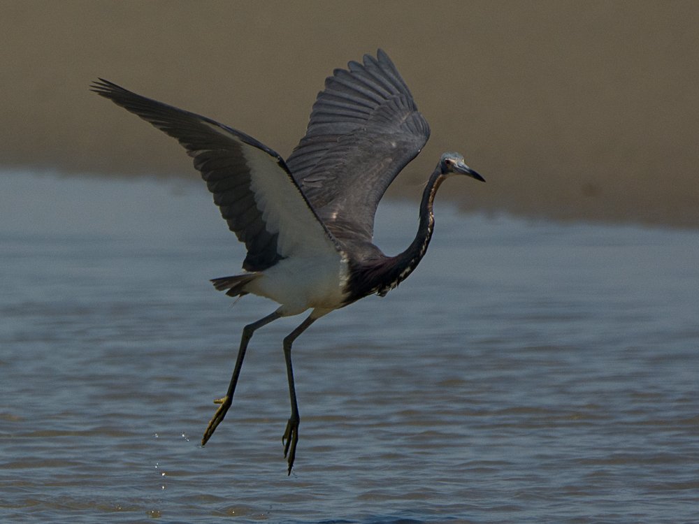 SIB -BIRD OF THE WEEK -Tricolor Heron