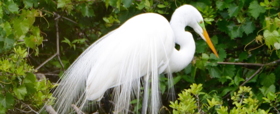 Join SIB: Backyard Birding at The Haul Over Rookery