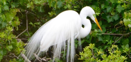 Join SIB: Backyard Birding at The Haul Over Rookery