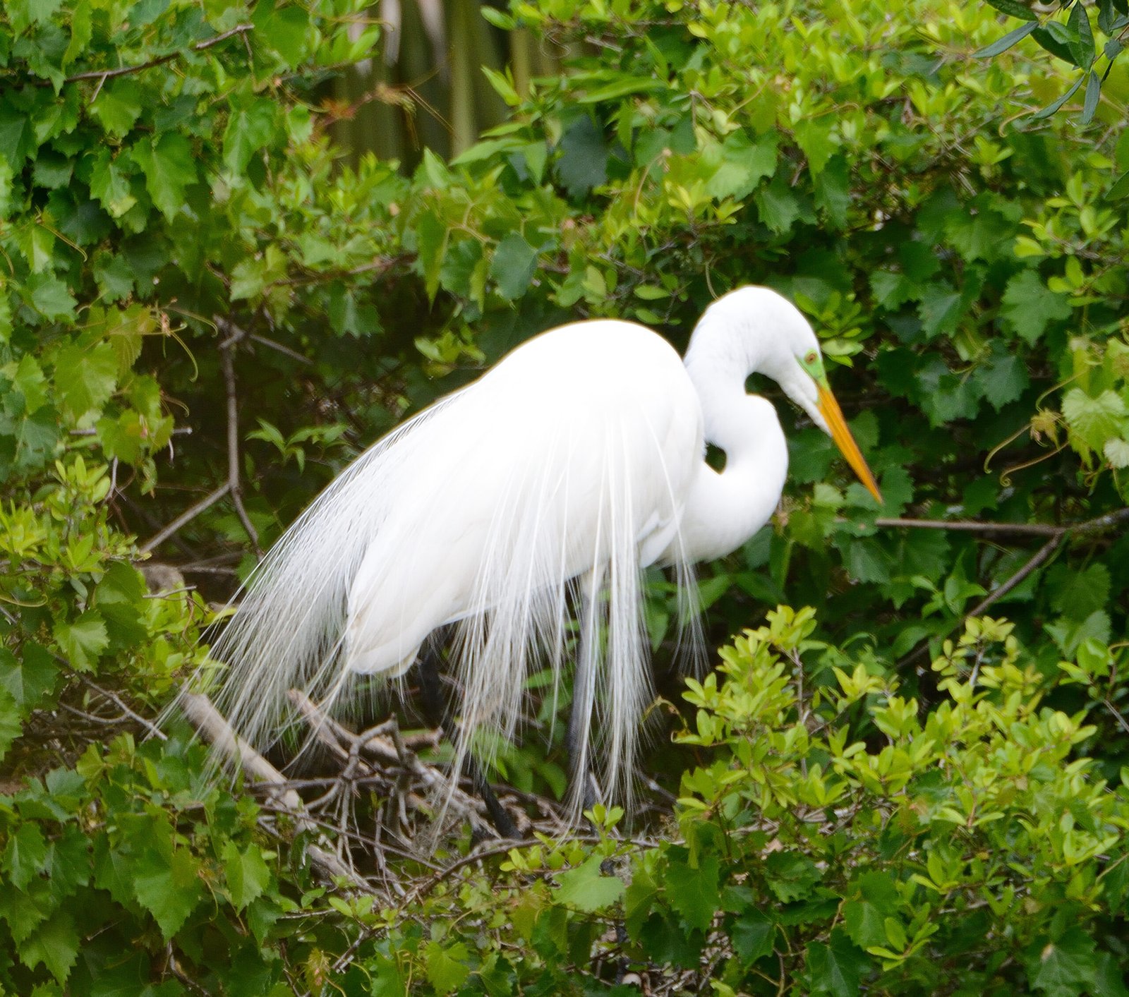 Join SIB: Backyard Birding at The Haul Over Rookery