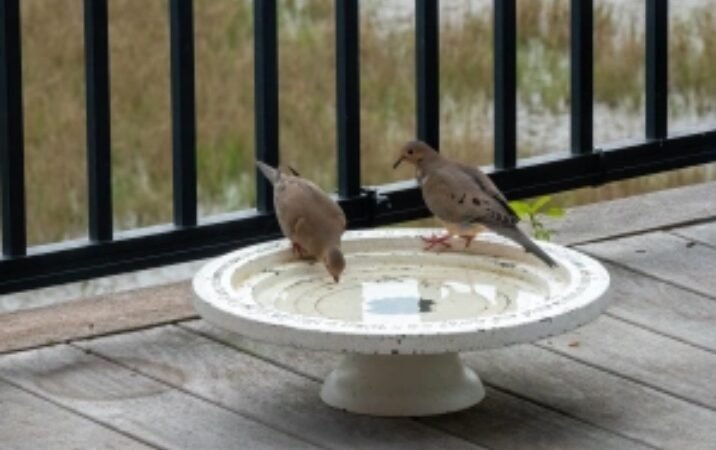 SIB “Bird of the Week” – Mourning Dove