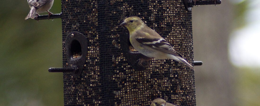 SIB “Bird of the Week” – American Goldfinch
