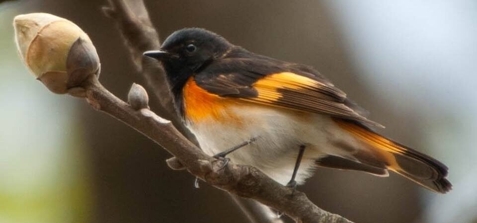 Fall has arrived!  What birds should we expect?