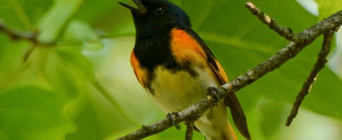 SIB “Bird of the Week” – American Redstart