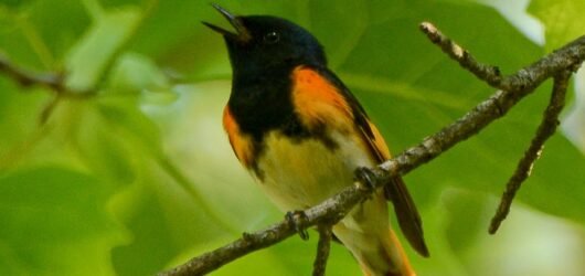 SIB “Bird of the Week” – American Redstart