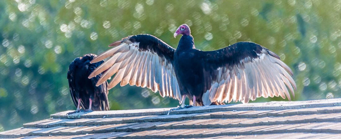 SIB “Bird of the Week” – Turkey Vulture vs. Black Vulture