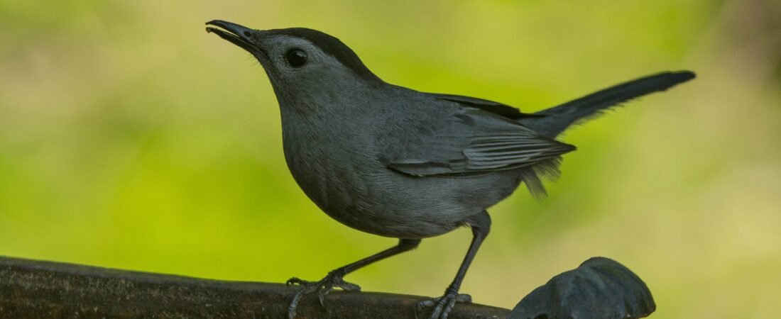SIB “Bird of the Week” – Gray Catbird