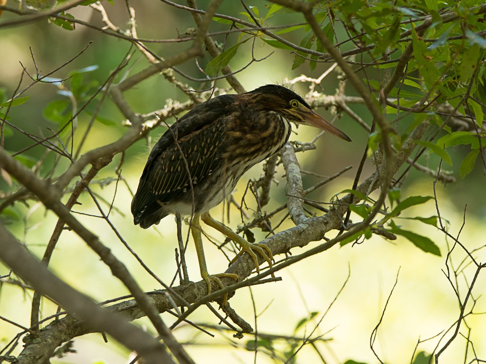 Juvenile Green Heron - Old Wharf Road - Ed Konrad