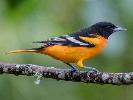 SIB Bird of the week – Baltimore Oriole