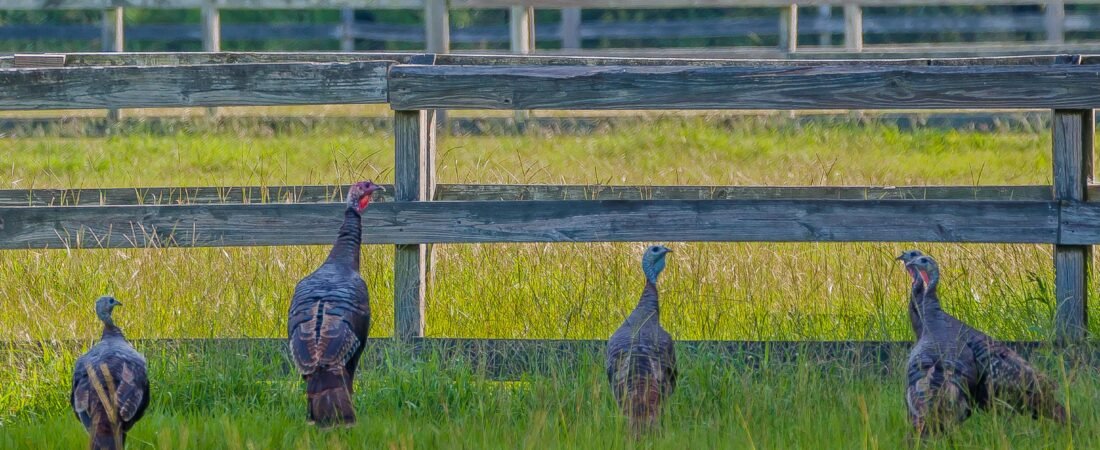 SIB “Bird of the Week” – Wild Turkey