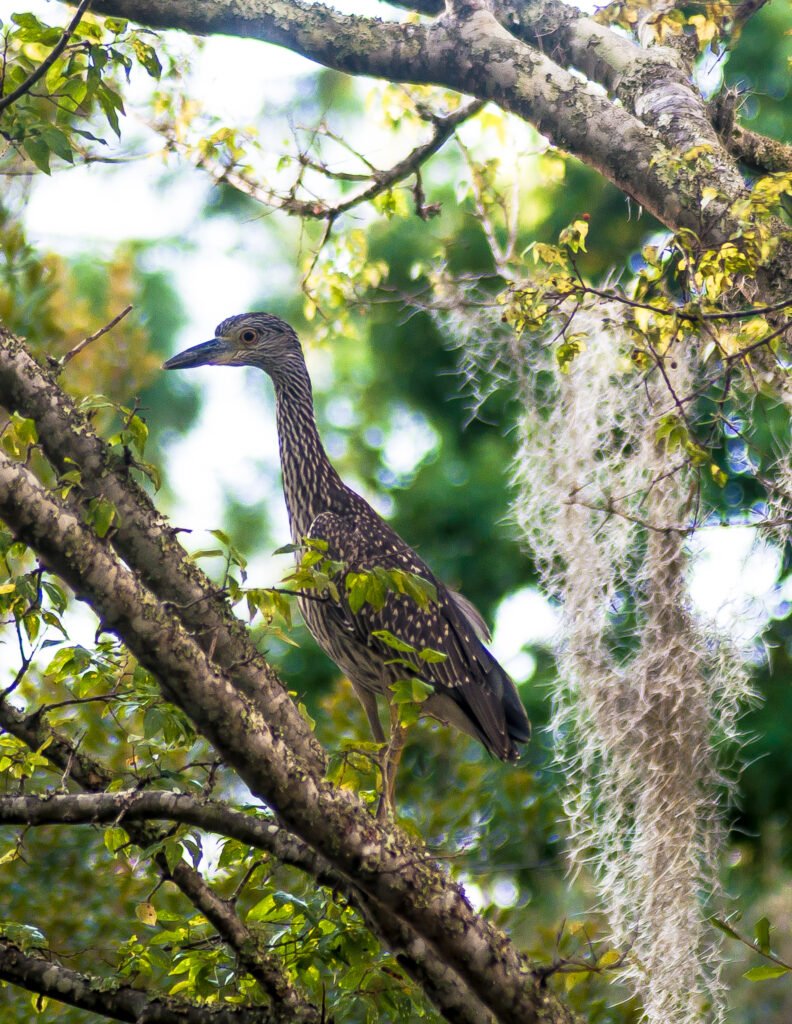 Juvenile Yellow-crowned Night Heron - Ed Konrad