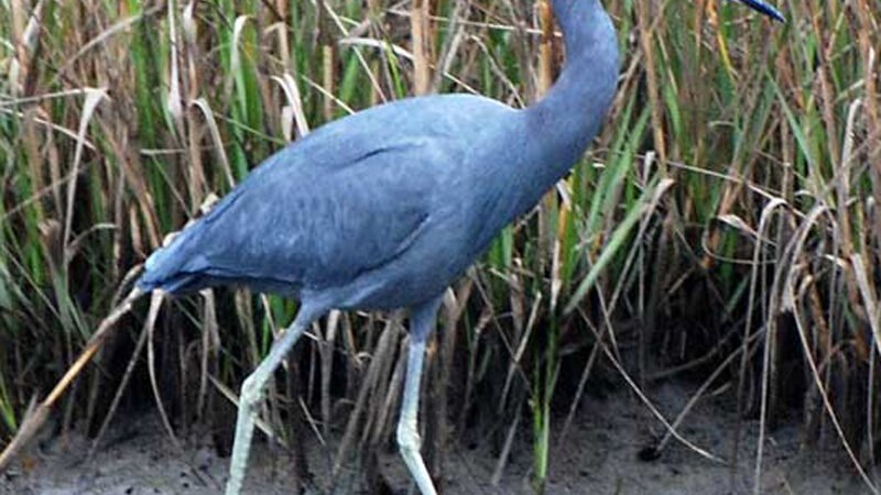 SIB “Bird of the Week” – Little Blue Heron