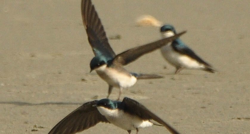 SIB “Bird of the Week”- Tree Swallow