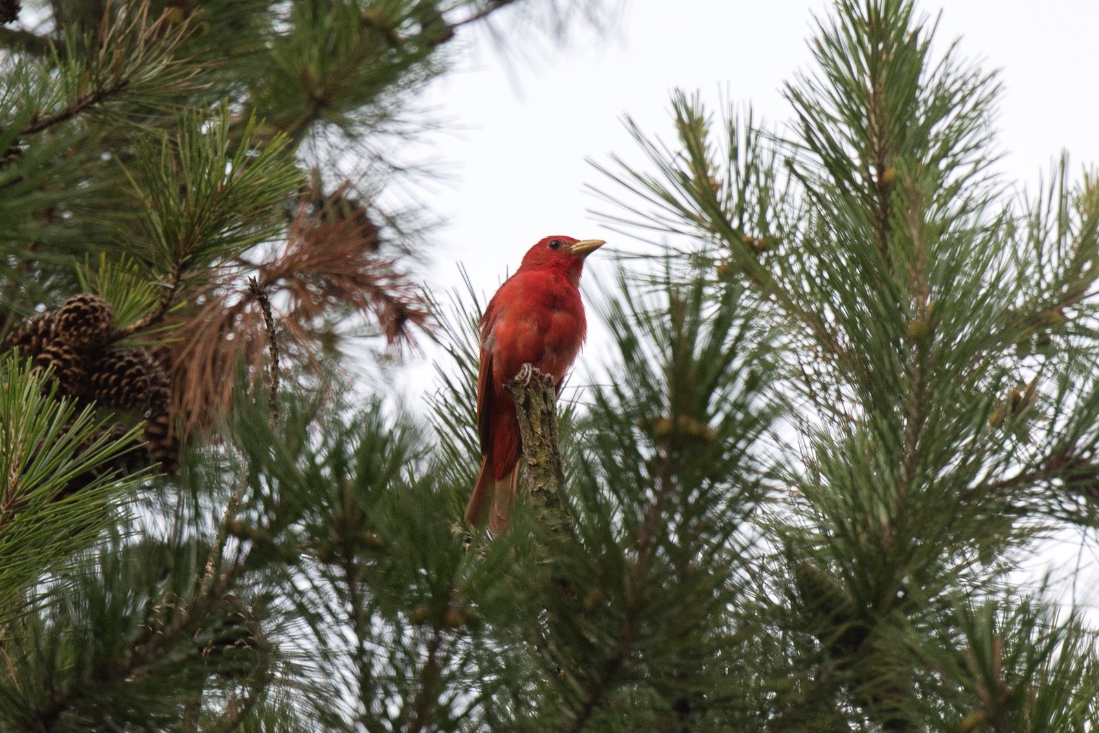 SIB Bird of the Week – Summer Tanager