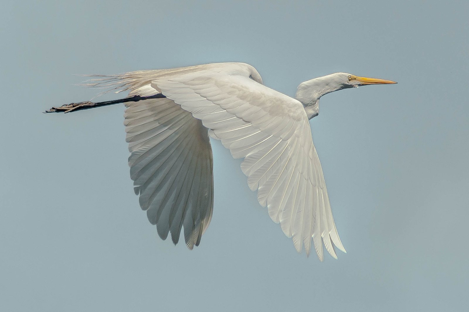 SIB “Bird of the Week” – Great Egret