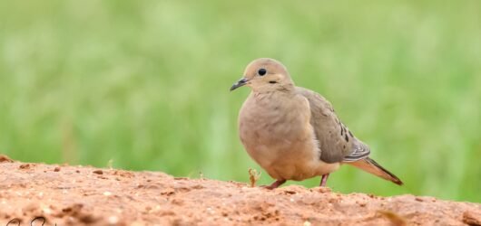 SIB “Bird of the Week” – Mourning Dove