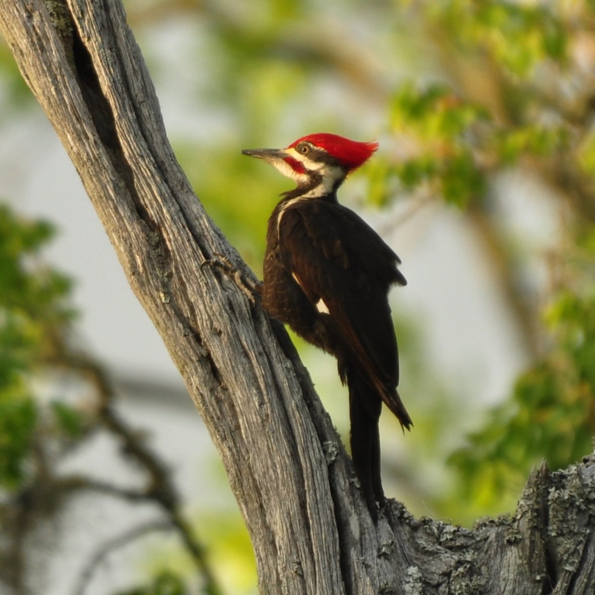 SIB “Bird of the Week” – Pileated Woodpecker