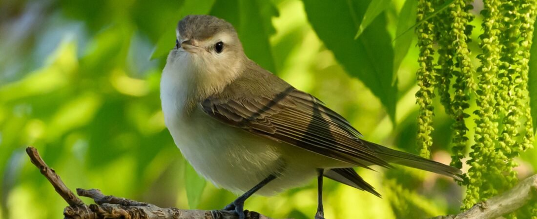 SIB Reports – eBird Taxonomy Update Coming Soon!