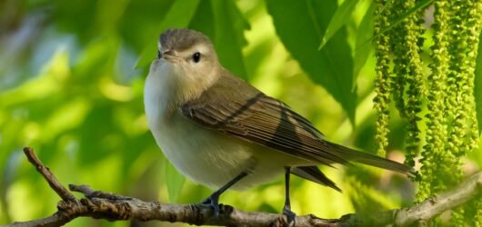 SIB Reports – eBird Taxonomy Update Coming Soon!