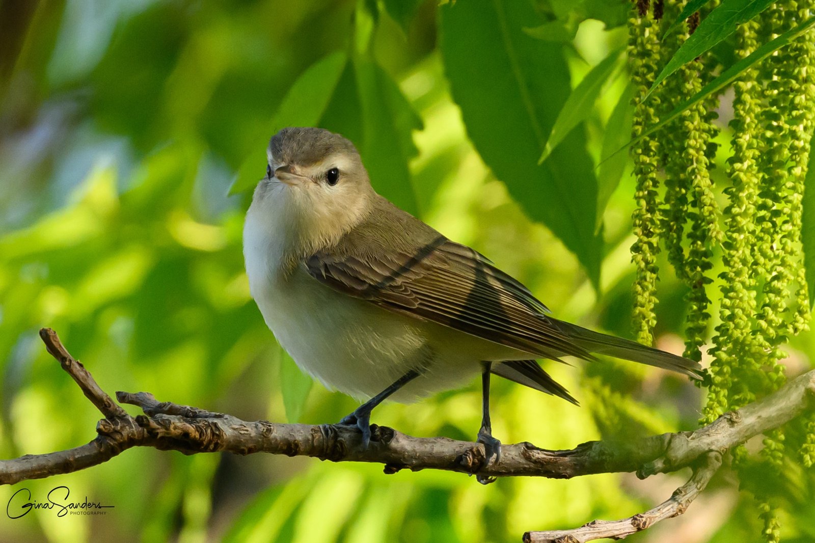 SIB Reports – eBird Taxonomy Update Coming Soon!