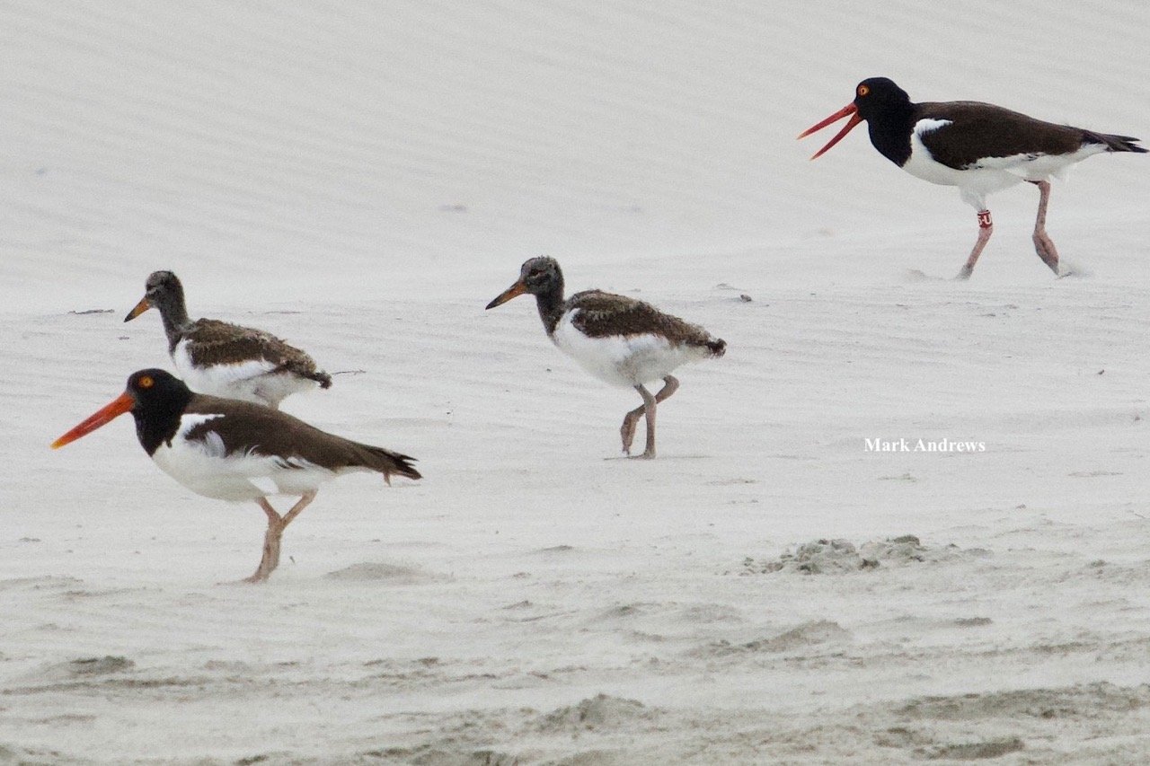 2021/07/11 Welcome to American Oystercatcher Chicks DY & DZ
