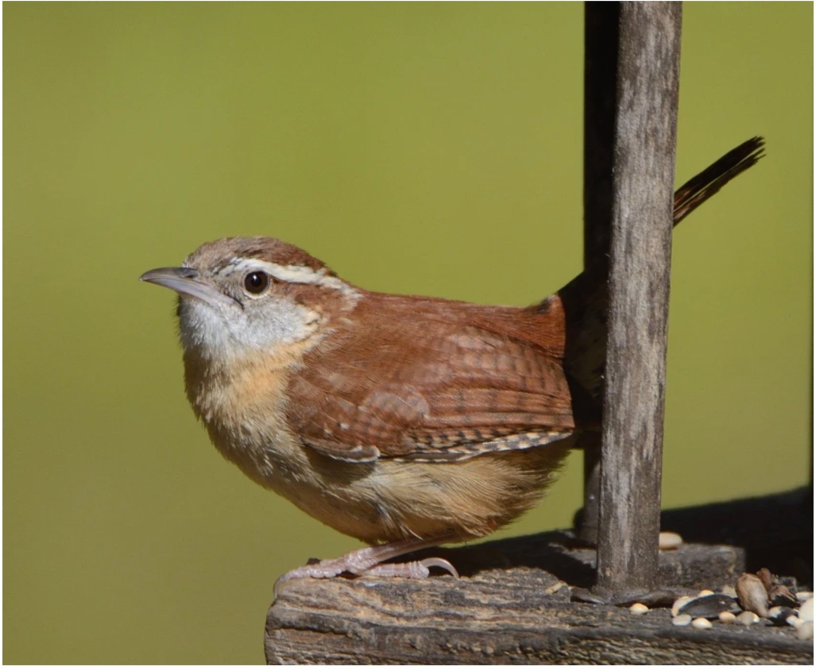 July 4th Challenge – find American Birds