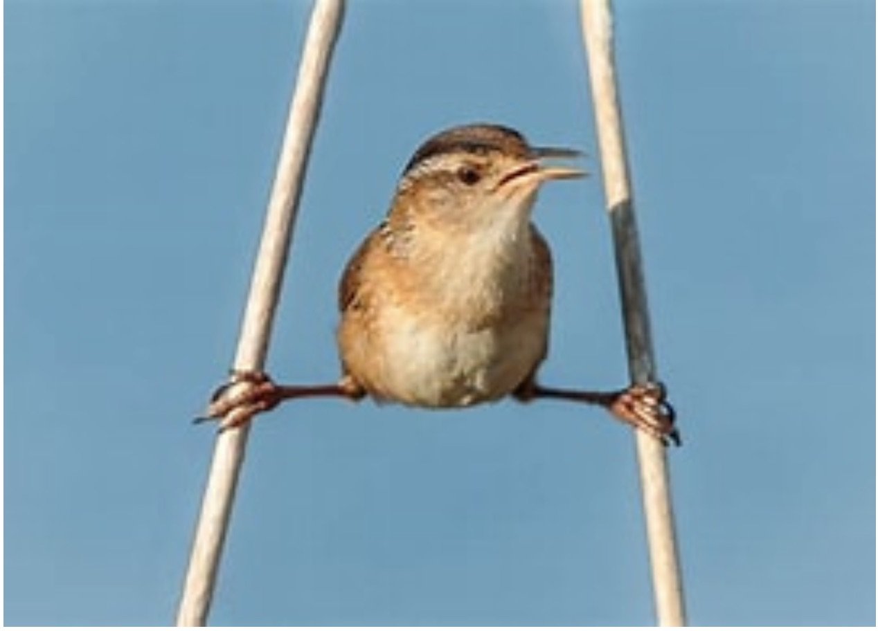 SIB – “Bird of the Week” – Marsh Wren