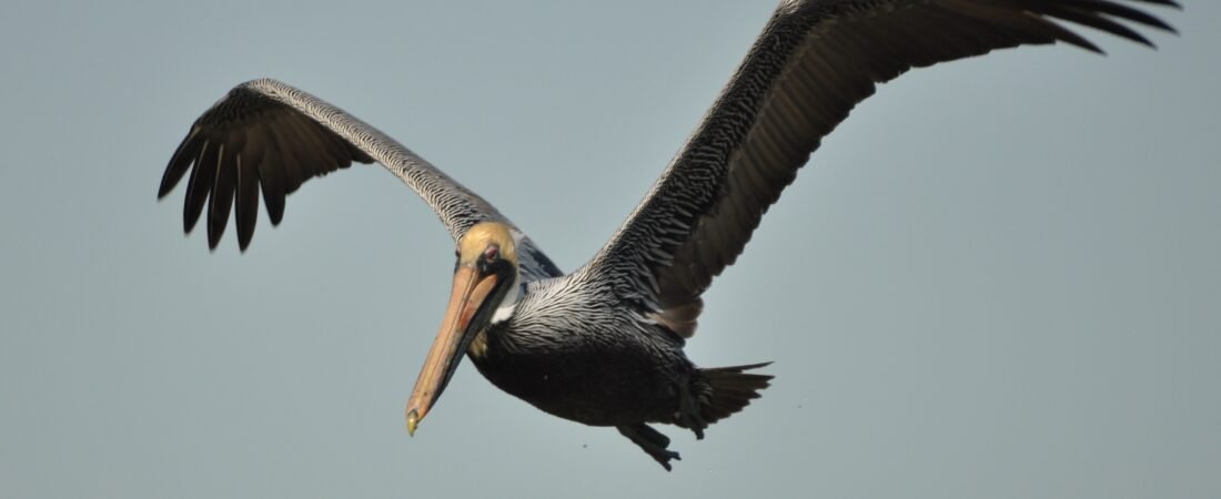 “Bird of the Week” – Brown Pelican