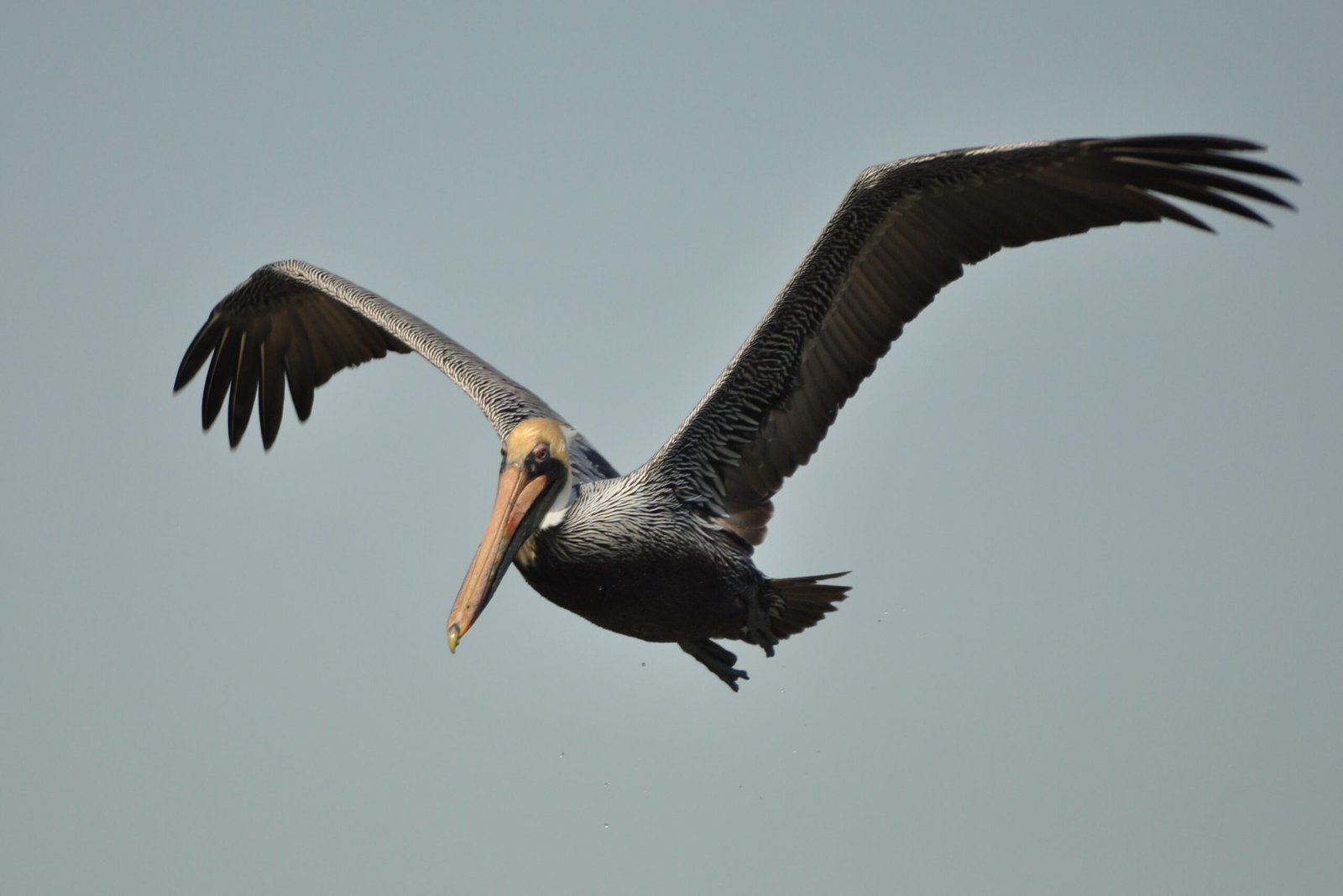 “Bird of the Week” – Brown Pelican