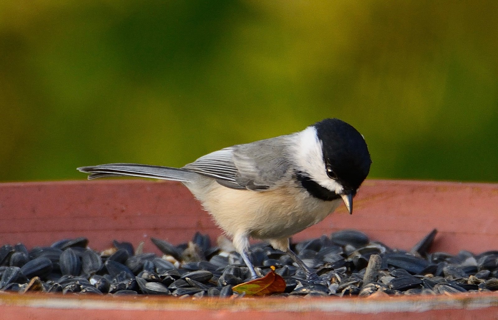Ask SIB:  Where did all the birds go?