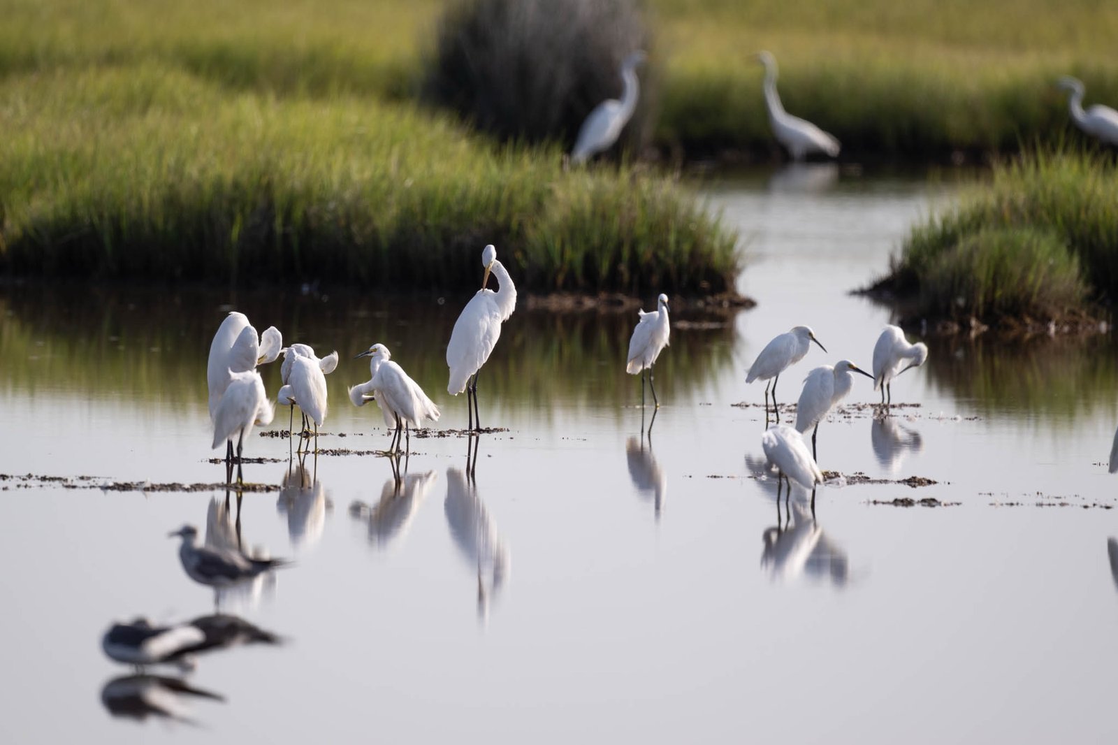 SIB Explores: Carolina Bight Birding Center & Wings over Beaufort