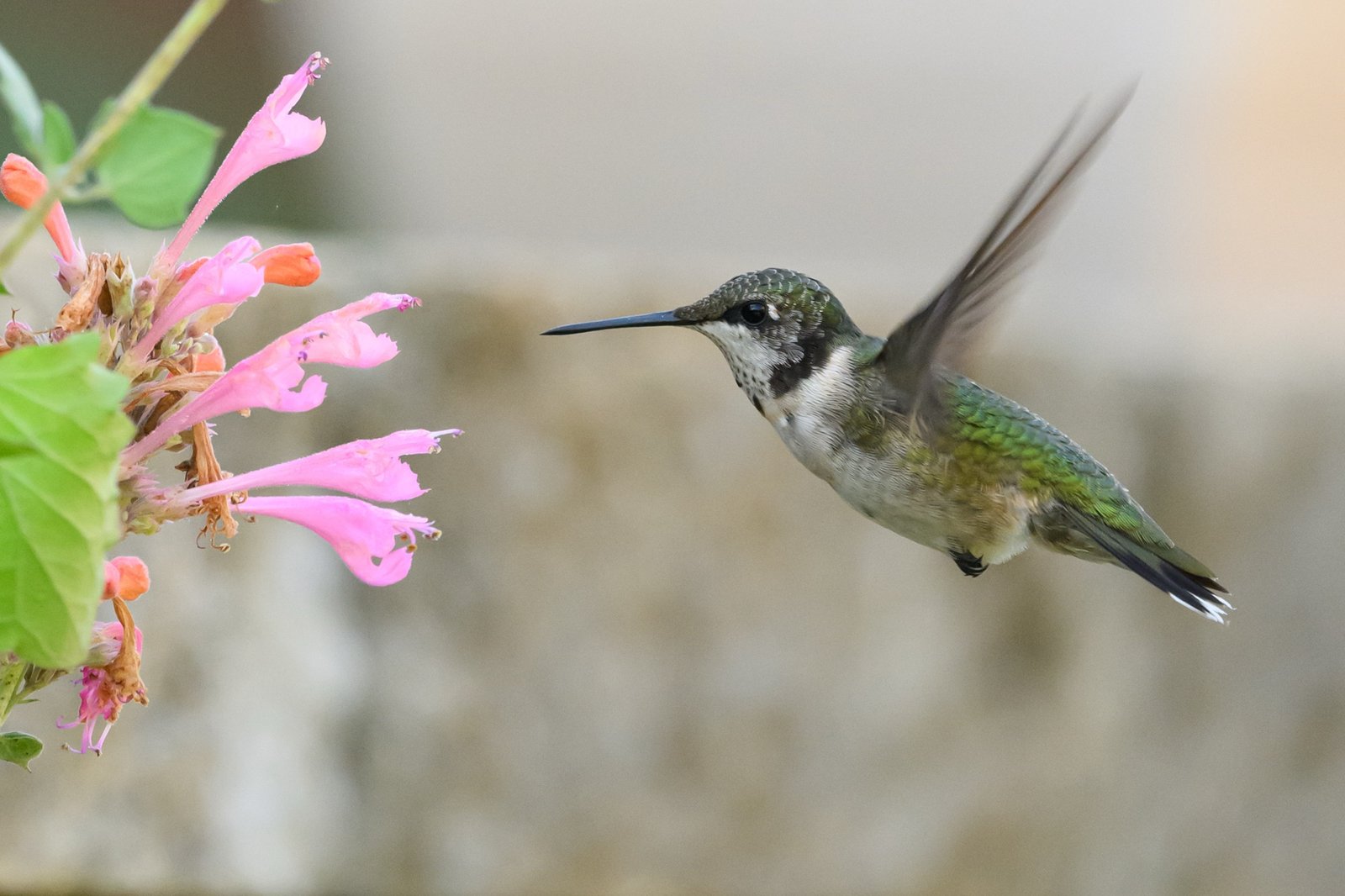 Did you know?  Amazing Hummingbird Facts