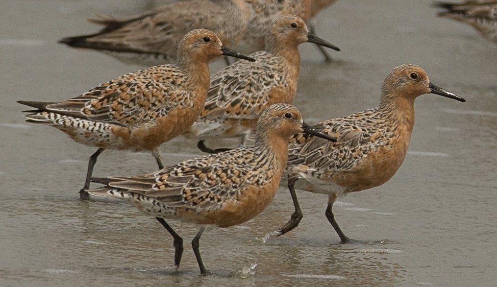 1 Red Knot-North Beach