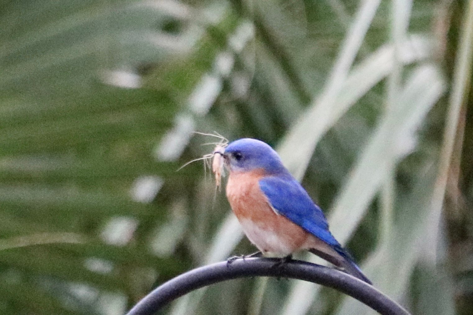 Did you know: Feeding those baby birds