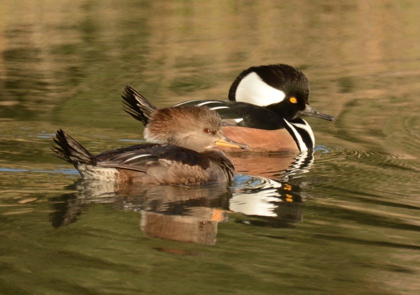 Heather Island Road, Jenkins Point - Hooded Merganser (male & female) - Ed Konrad