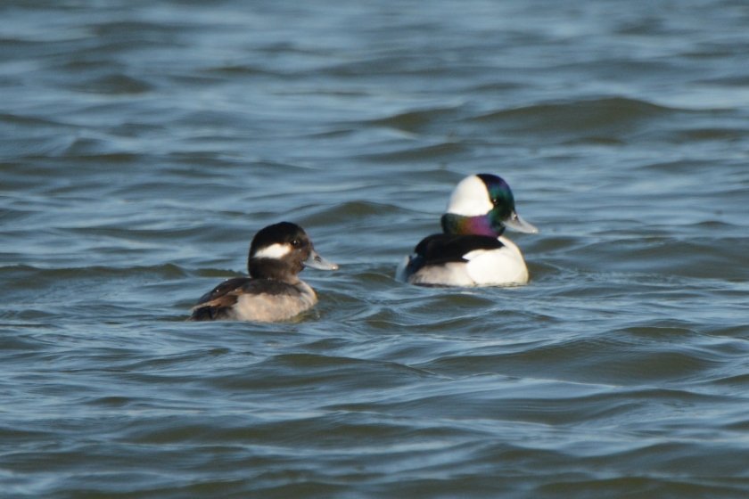 North Beach - Bufflehead (male & female) - Ed Konrad