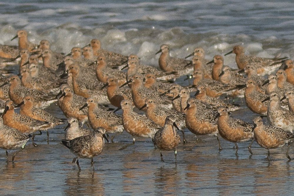 6Red Knots, North Beach, April 2016
