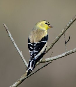 American Goldfinch spring molt - Bob Hider