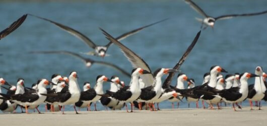 SIB “Bird of the Week” – Black Skimmer