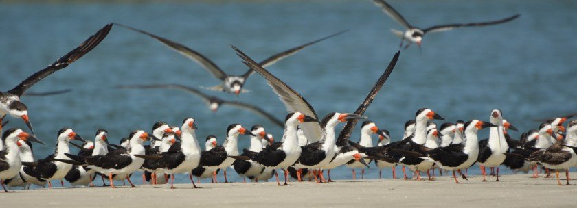 SIB “Bird of the Week” – Black Skimmer
